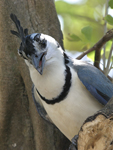 White-throated Magpie-Jay    Calocitta formosa